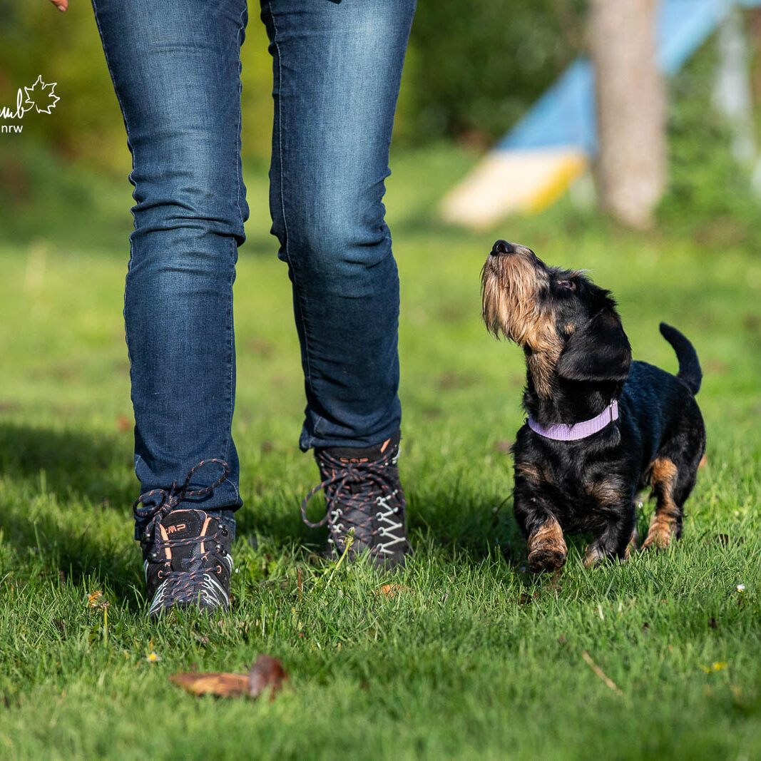 Dackelwelpe im Training