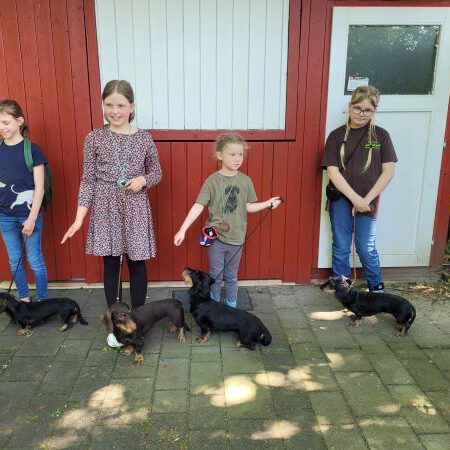 Juniorhandling während der Zuchtschau am 4. Juni 2023 in der DTK Gruppe Recklinghausen